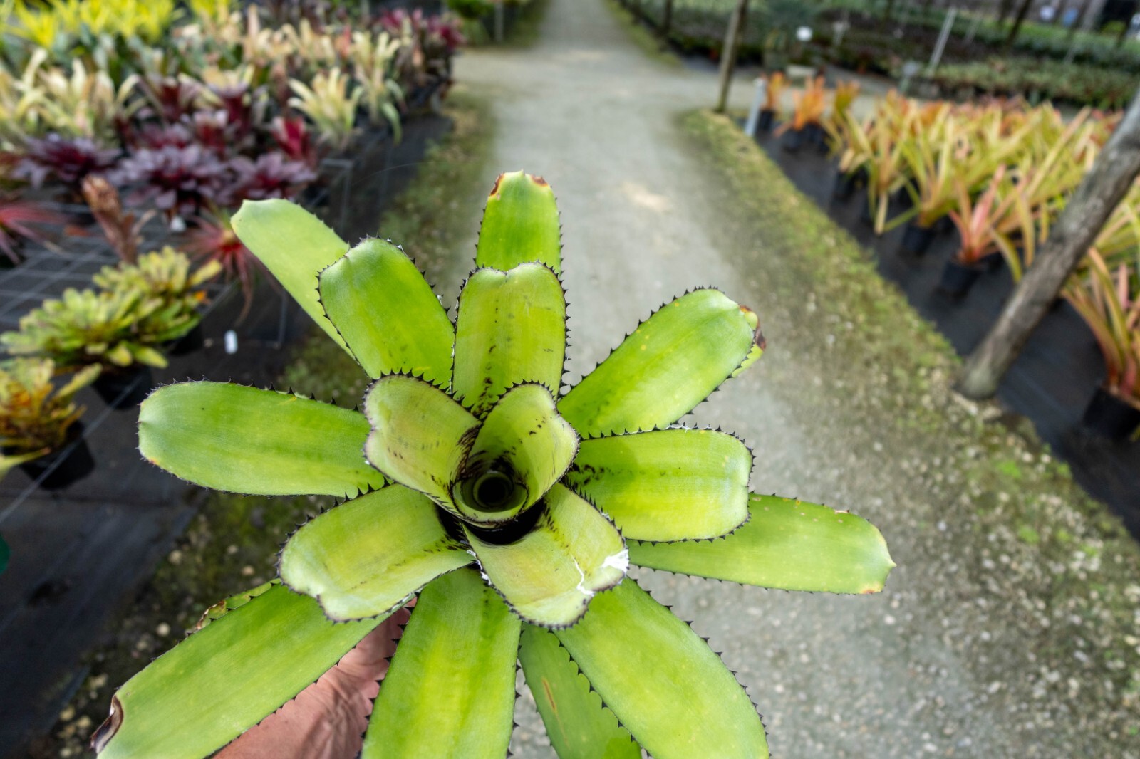 Bromeliad – Billbergia Saunderiana 6″ pot – Live Plant