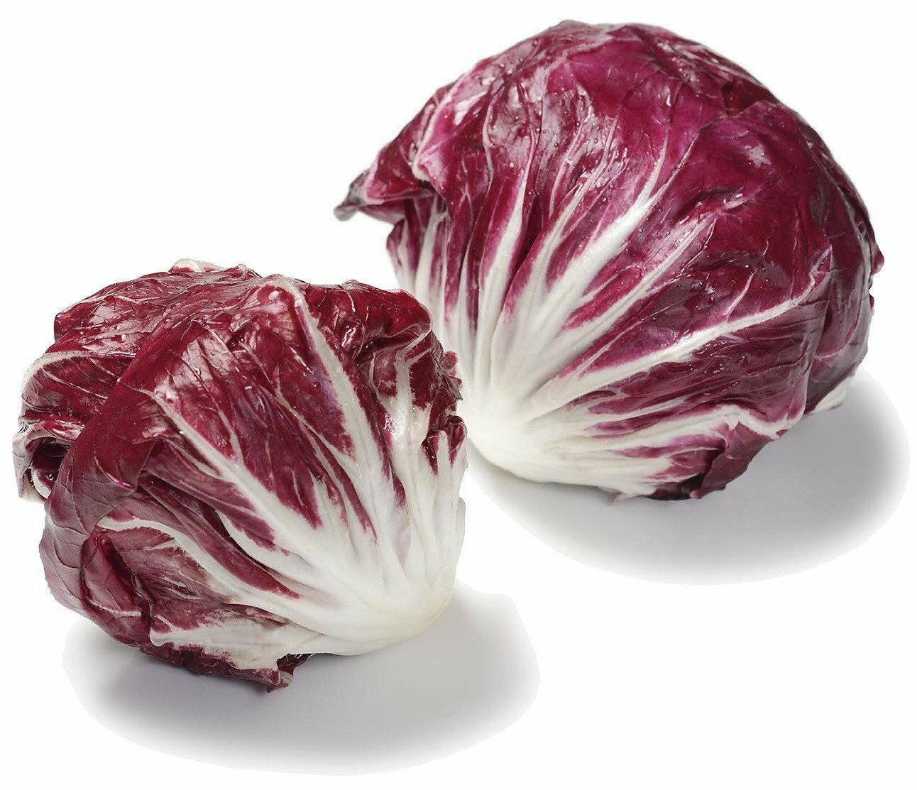 Organic Palla Rossa Radicchio – Chicorium intybus