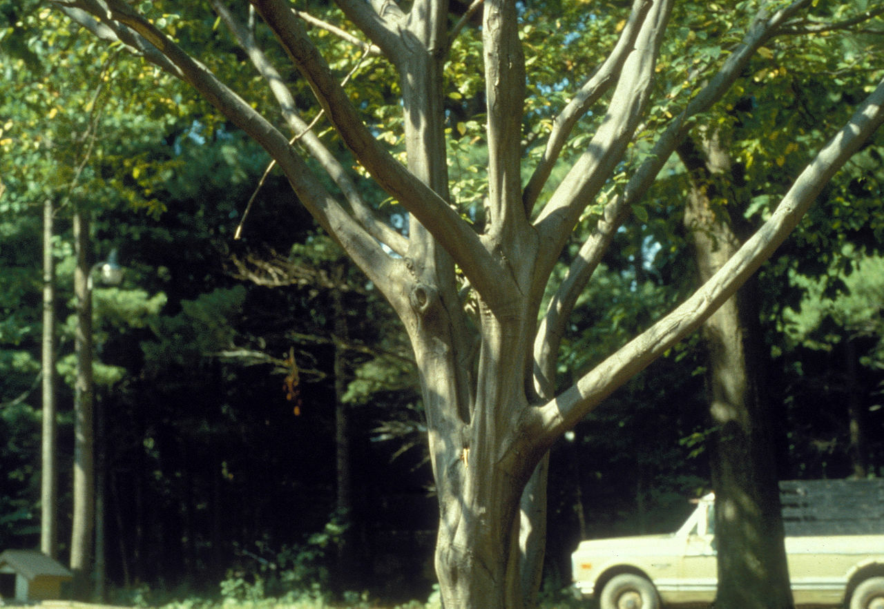 American Hornbeam, Ironwood (Carpinus caroliniana), 20 seeds