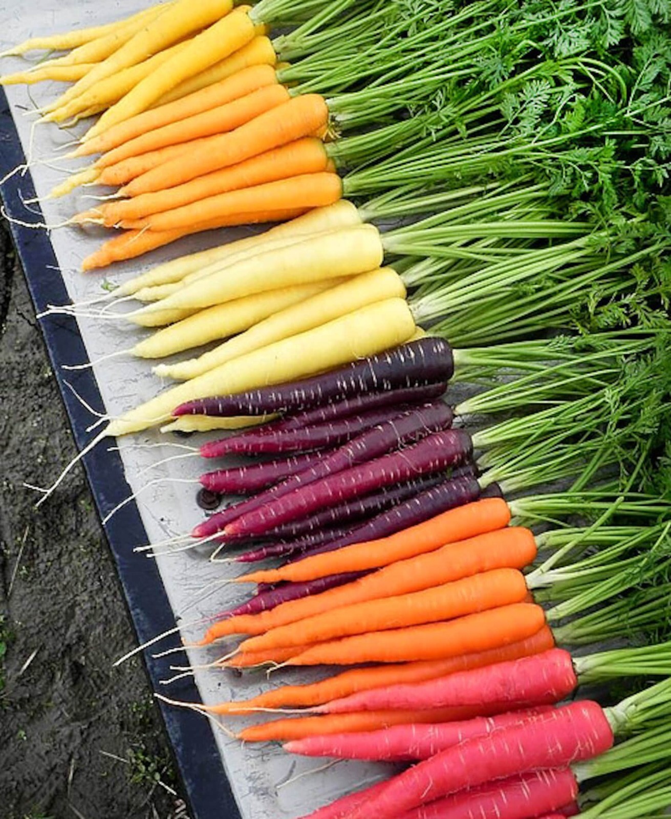 400+ Rainbow Carrot Blend Mix Seeds – NON GMO – HEIRLOOM – ORGANIC — FRESH