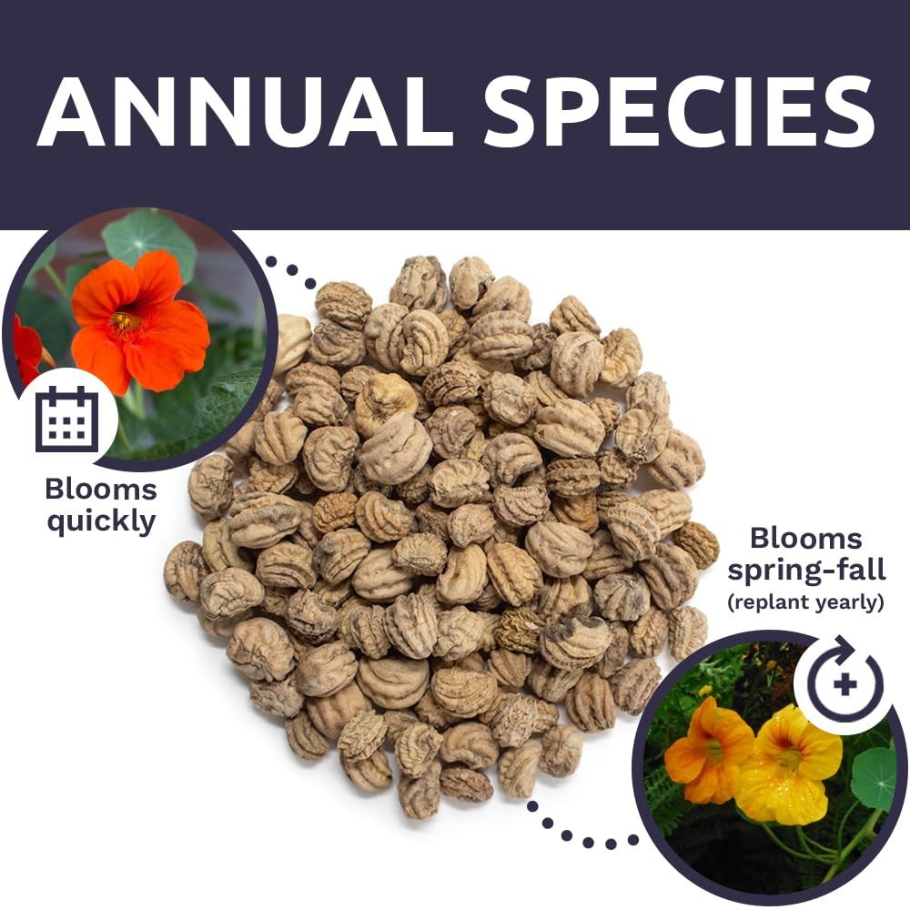 Mixed Colors Nasturtium Seeds, Bulk 1/4 Pound Bag, Over 900 Non-GMO Seeds