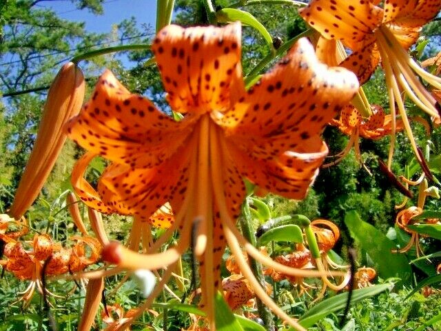 15 TIGER LILY SEEDS / BULBETS – Lilium lancifolium