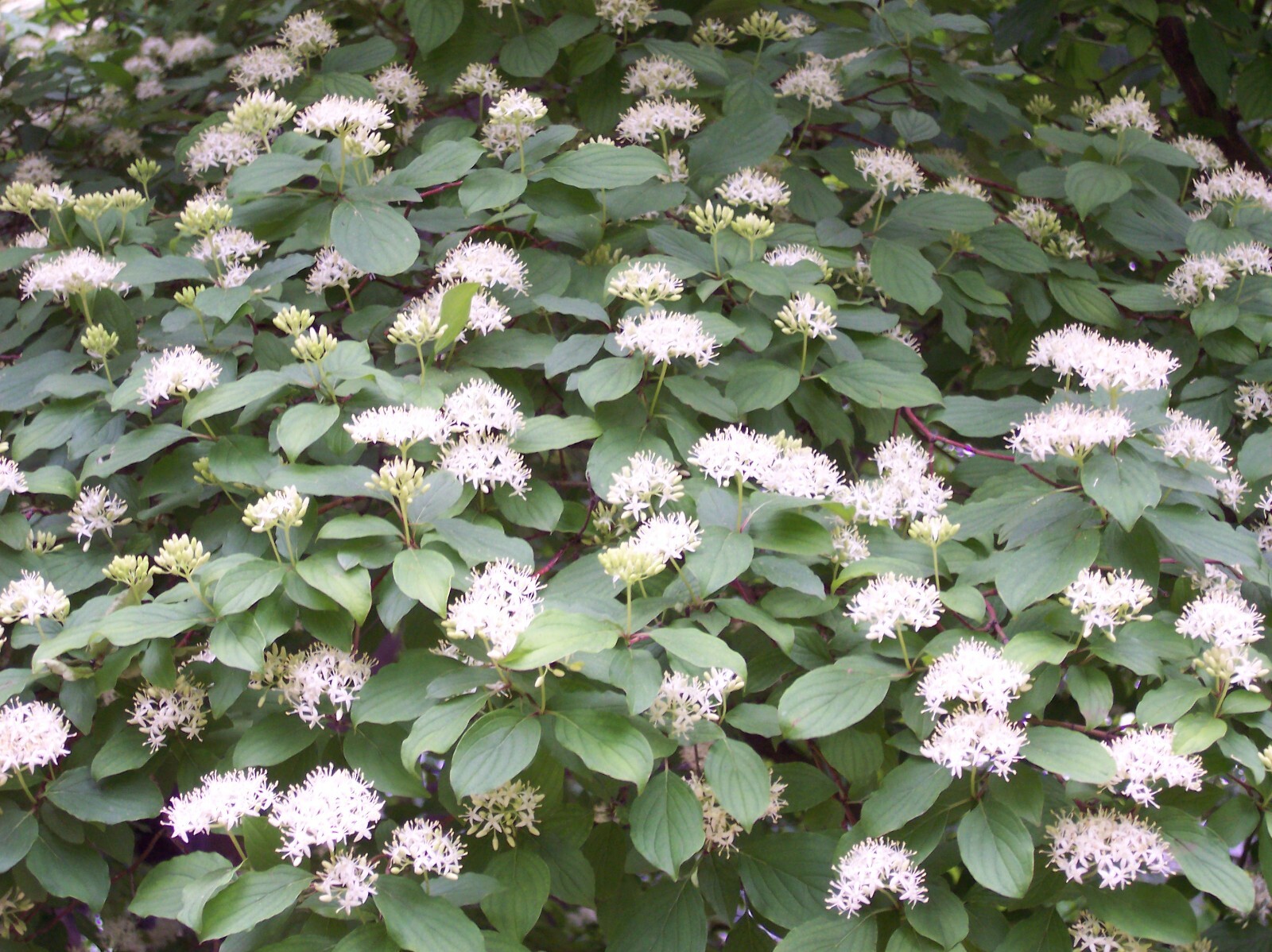 Cornus Sanguinea 20 Seeds, Dogwood Midwinter Fire, Winter Flame Shrub Cold Hardy