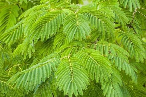 Mimosa (Persian Silk) Tree Seeds Great For Bonsai – 1,000 Seeds + Growing Guide