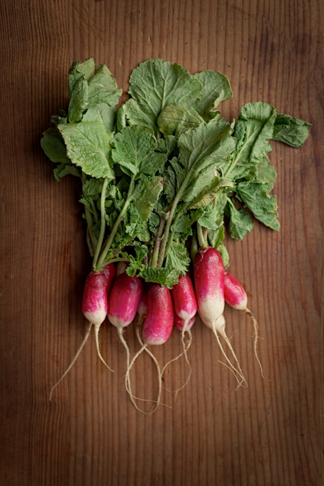 French Breakfast Radish Heirloom NON-GMO 200+ Fast Growing!! 25 days