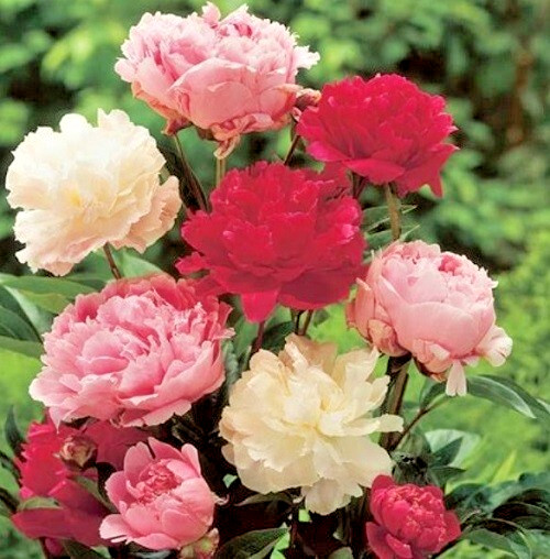 Peony Poppy Seeds Doubles Mixed Colors 5,000 Seeds For Growing Giant Poppies!