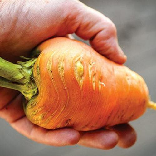 1000+ Oxheart Carrot Seeds for Garden Planting – USA – FREE SHIPPING!