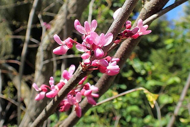 Cercis chinensis | Chinese Redbud | 15 Seeds