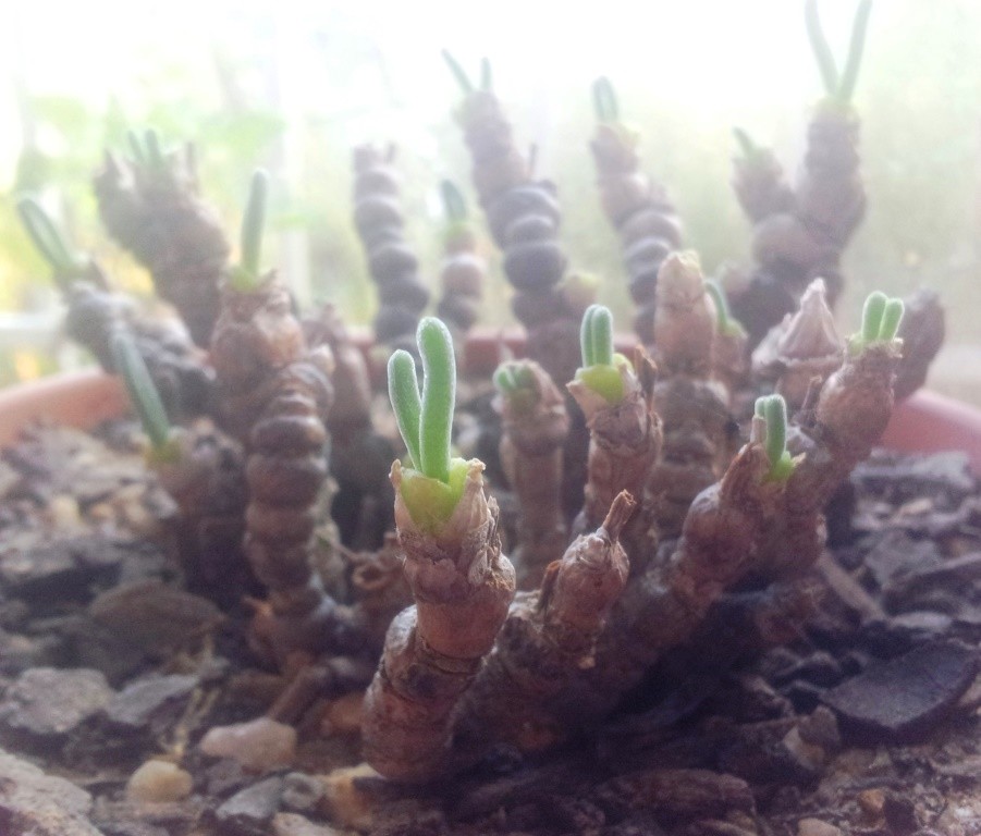 Monilaria moniliformis Seeds – String of Pearls – Rare Exotic Succulent