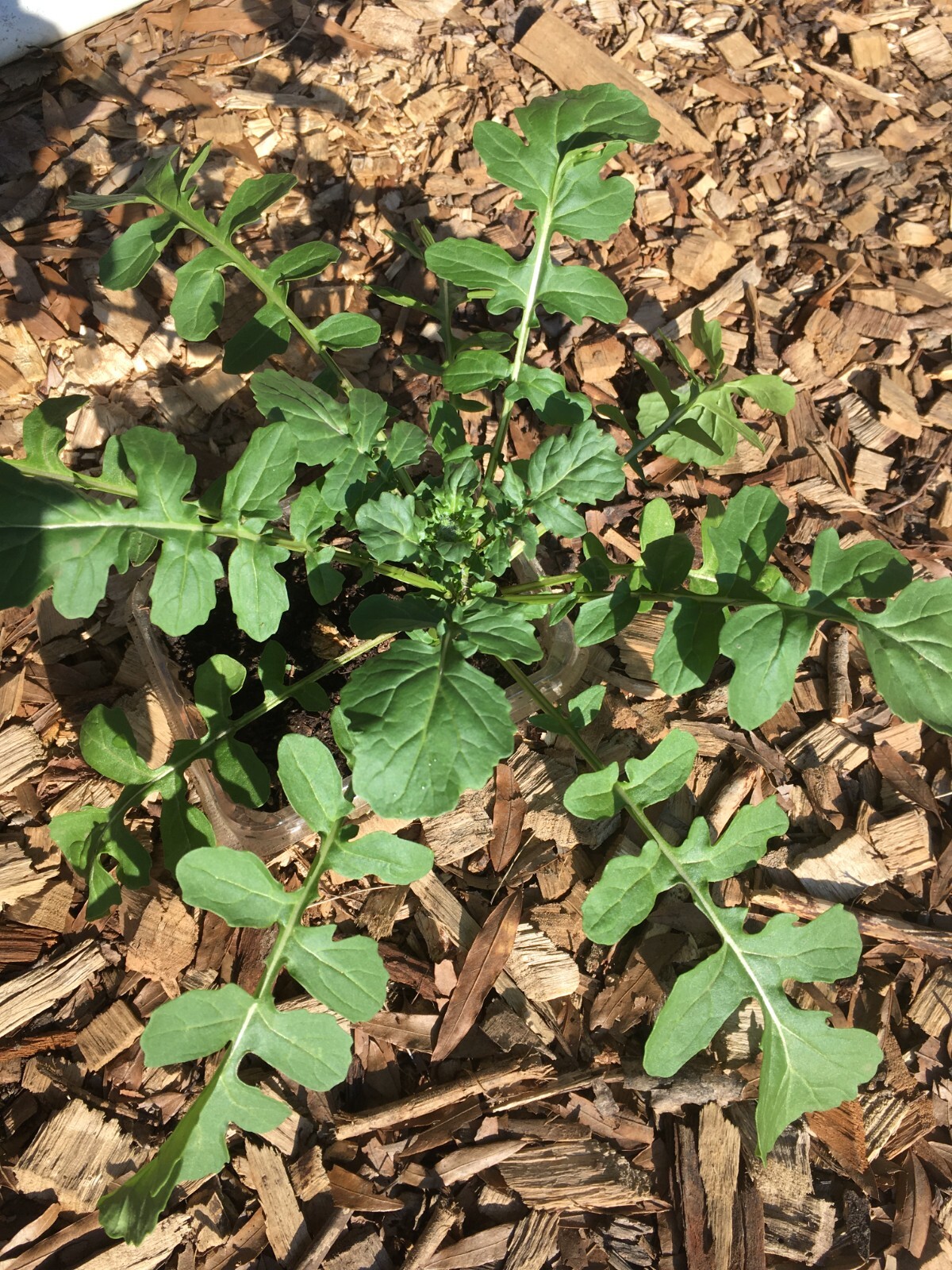 500 Arugula seeds, organic – FREE SHIPPING!
