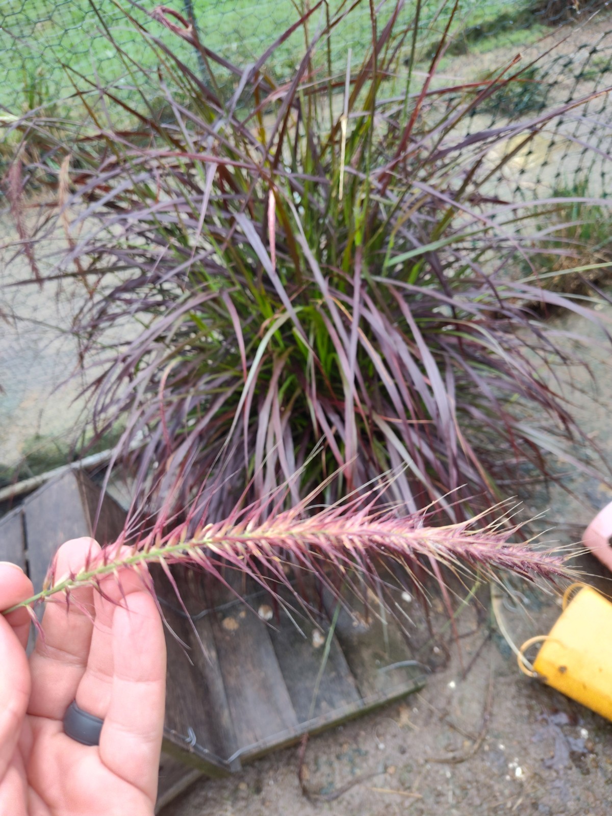 50 PURPLE FOUNTAIN GRASS Ornamental Pennisetum Setaceum Dark Burgundy Flower See