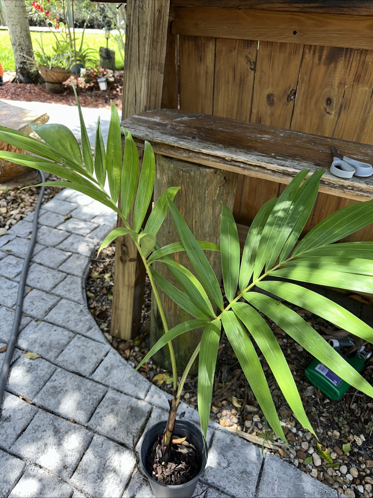 Christmas palm Over 3’ (37”) Tall