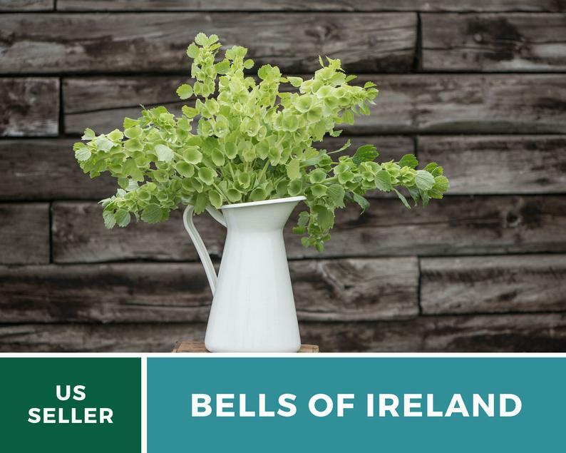 Bells of Ireland – 100 Seeds – Sow Spring or Fall – GMO Free (Molucella laevis)