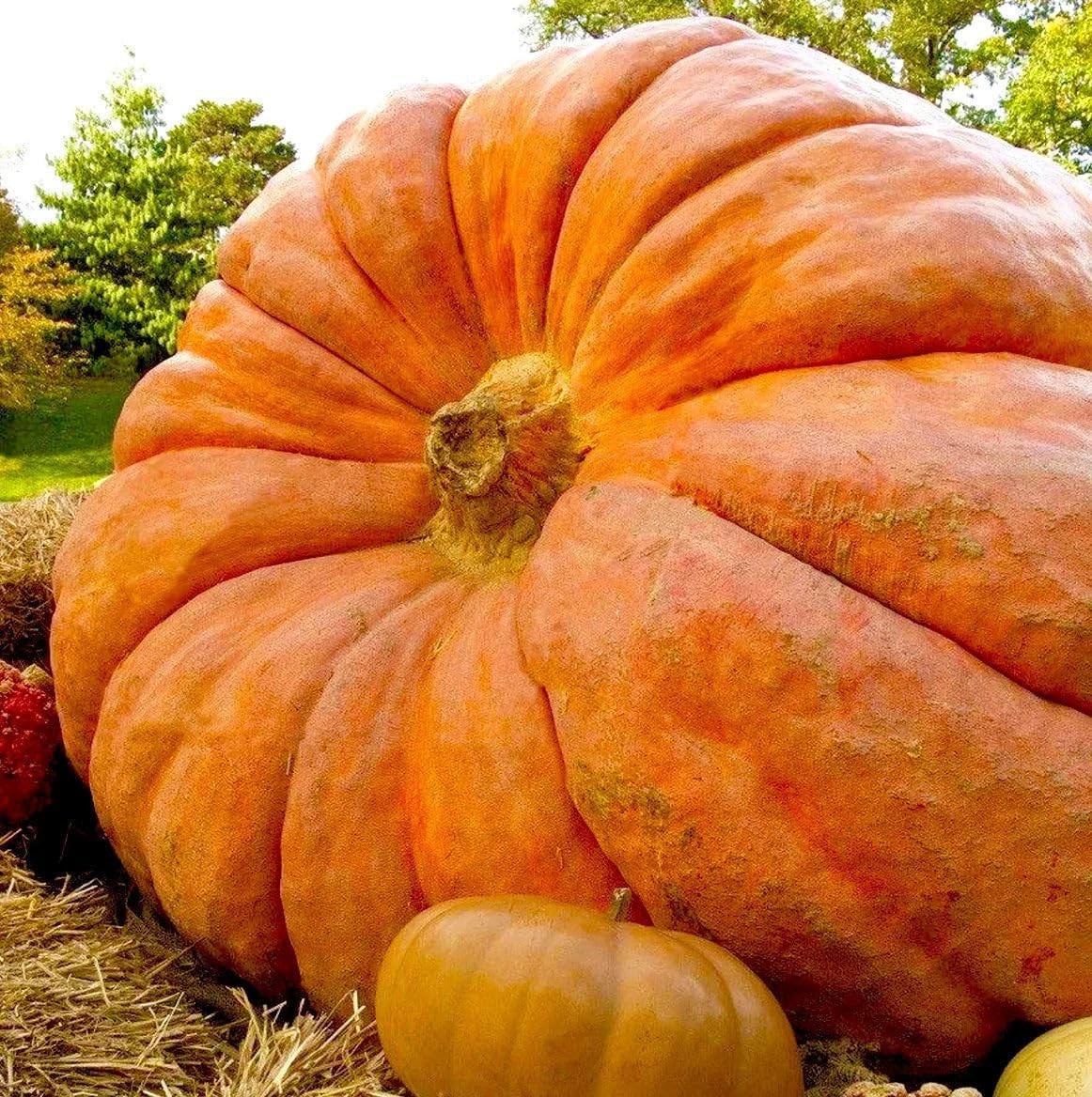 Massive Non-GMO Pumpkin Seeds – Dill’s Atlantic Giant for Display & Competitions