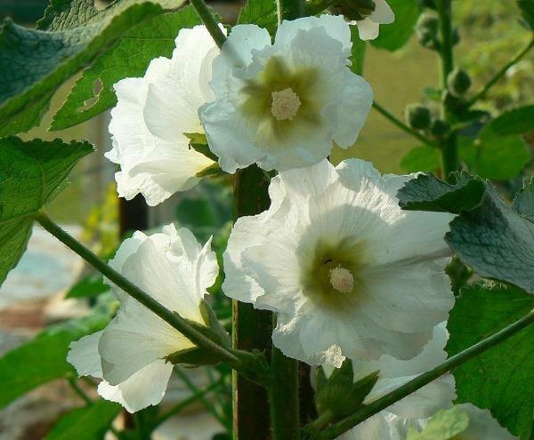Alcea rosea subsp. ficifolia | Antwerp or Fig Leaf Hollyhock | 10 Seeds