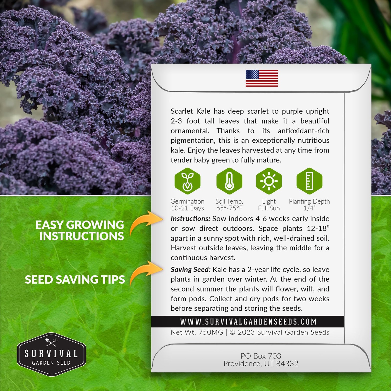Heirloom Purple Kale Seeds Cold Hardy for Spring & Fall Vegetable Gardens