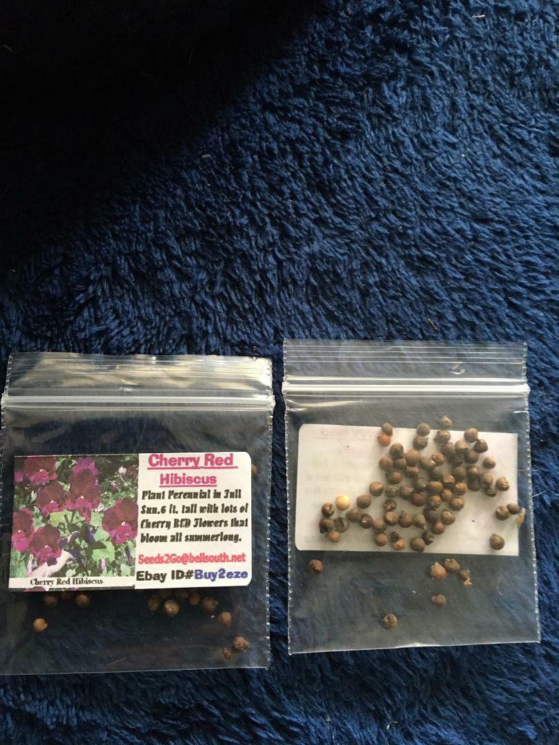 RED CHERRY Hibiscus True Perennial Flower Total OF 50 + Seeds USA Seller