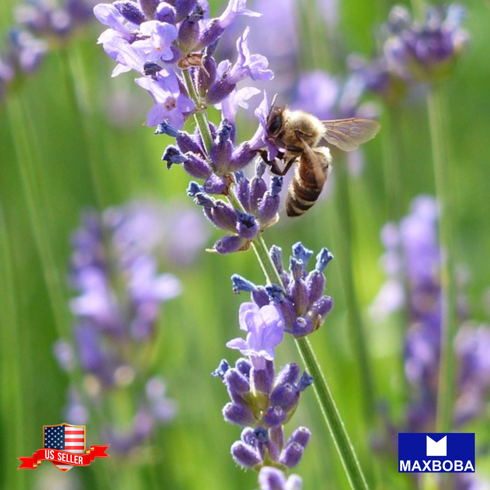 Lavender 1400 Seeds Common English Premium (aka Vera) Non-GMO