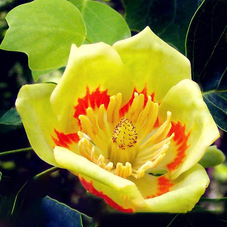 1-2000 PCS Chinese Tulip Tree Seeds Liriodendron Chinense Yellow Flower 0159