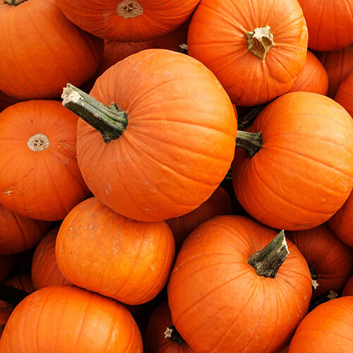 New England Pie Pumpkin Seeds | 15 Seeds | Non-GMO | Free Shipping | 1077