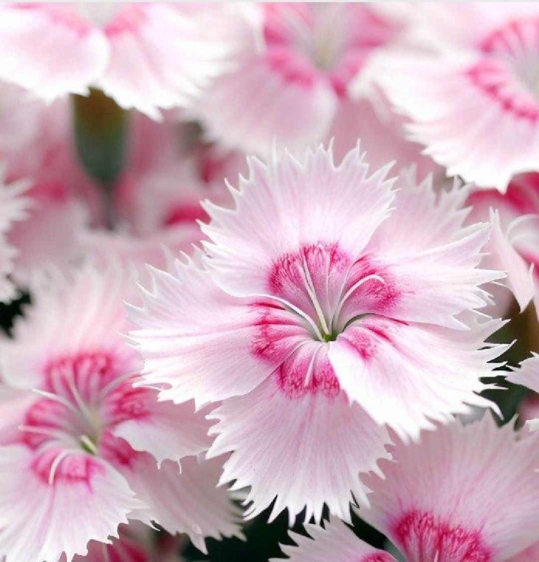Cottage Pinks Dianthus SEEDS, (dianthus plumarius)