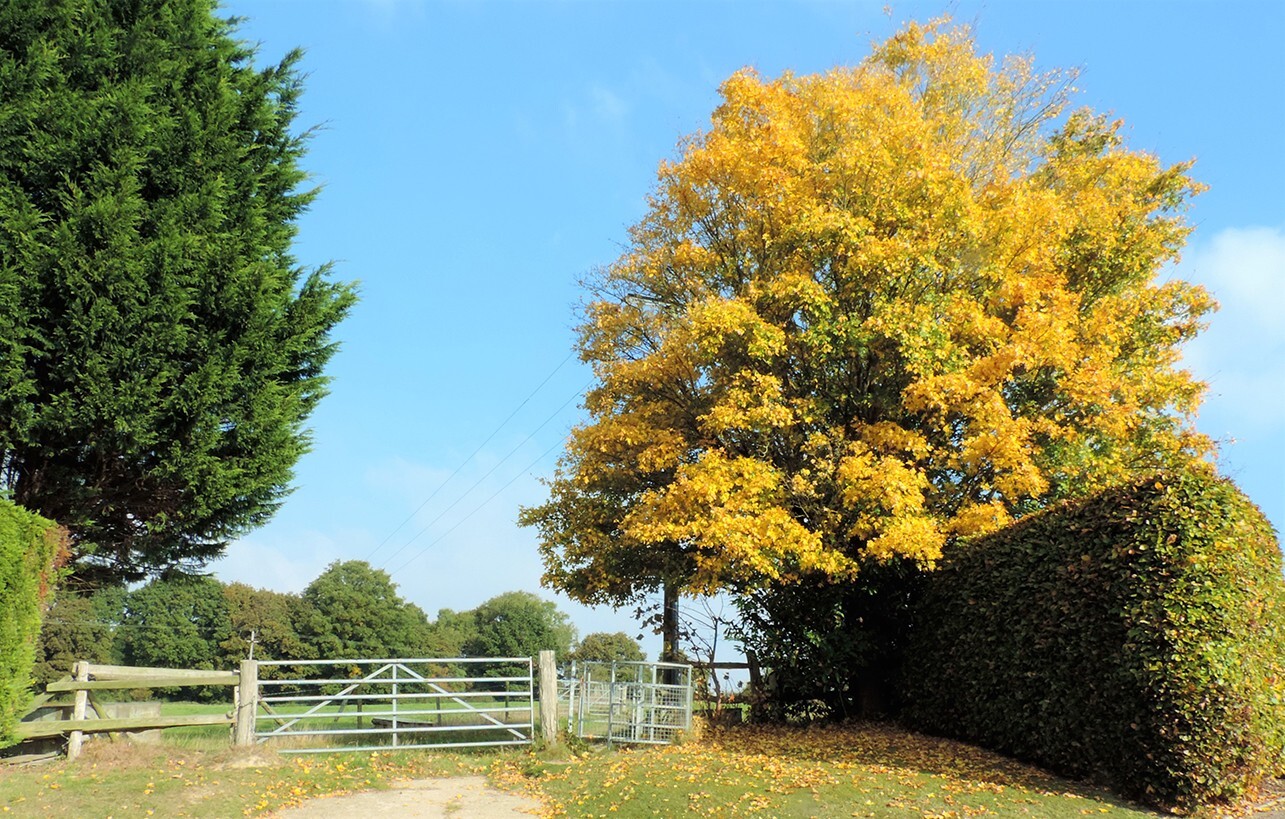 Field Maple Tree | Premium Seeds | Acer campestre ‘Fall’ | Plants’®