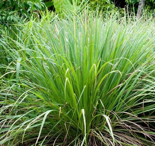 LEMONGRASS 300+ SEEDS LEMON GRASS MOSQUITO INSECT REPELLENT FRESH NON-GMO USA