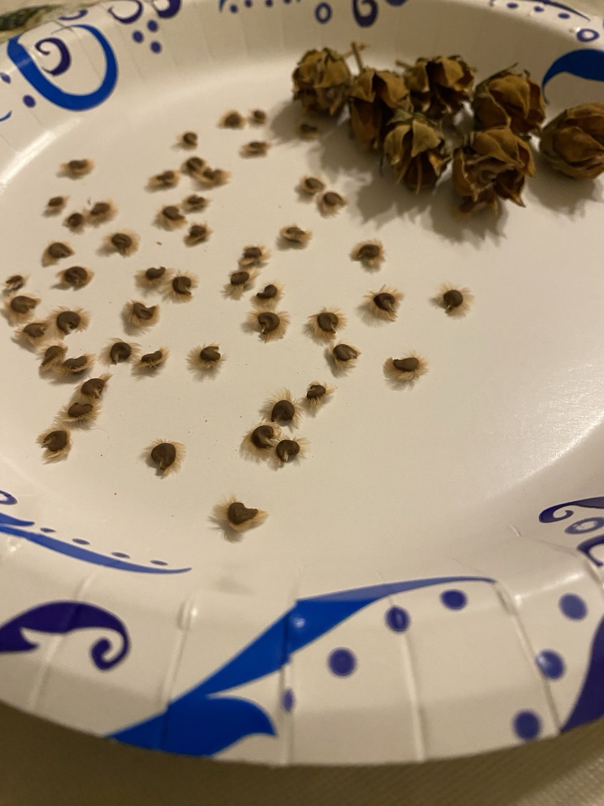 Red Heart White Rose of Sharon Seeds (Hibiscus syriacus) Hibiscus Tree/Shrub