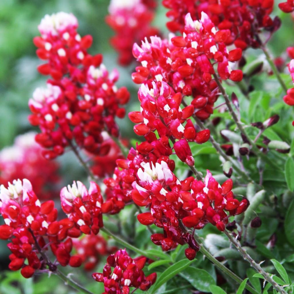 1000+ Perennial Red Texas Bluebonnet Seed-Texas Lupine Flower for Planting Gr…