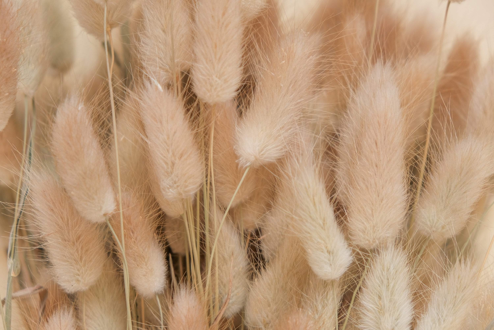 100 BUNNY TAILS GRASS (Hares Tail) Ornamental Lagurus Ovatus Seeds