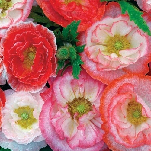 20,000+ Mixed Doubles Shirley Poppy Seeds Organic, Stratified, Non-GMO Seeds
