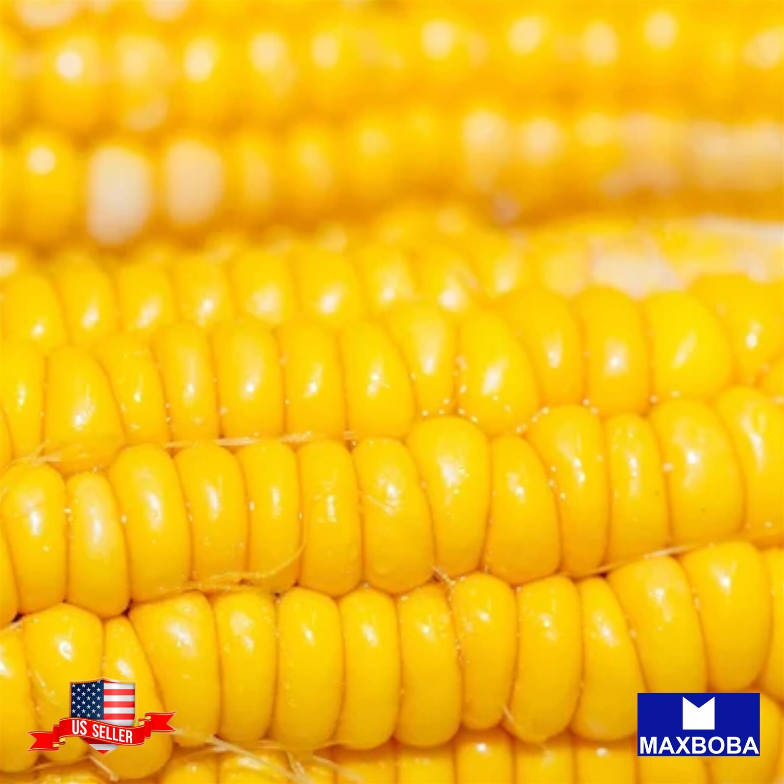 14+ Golden Bantam Corn Seeds (op) Sweet Non-GMO Heirloom BTGO 75% OFF