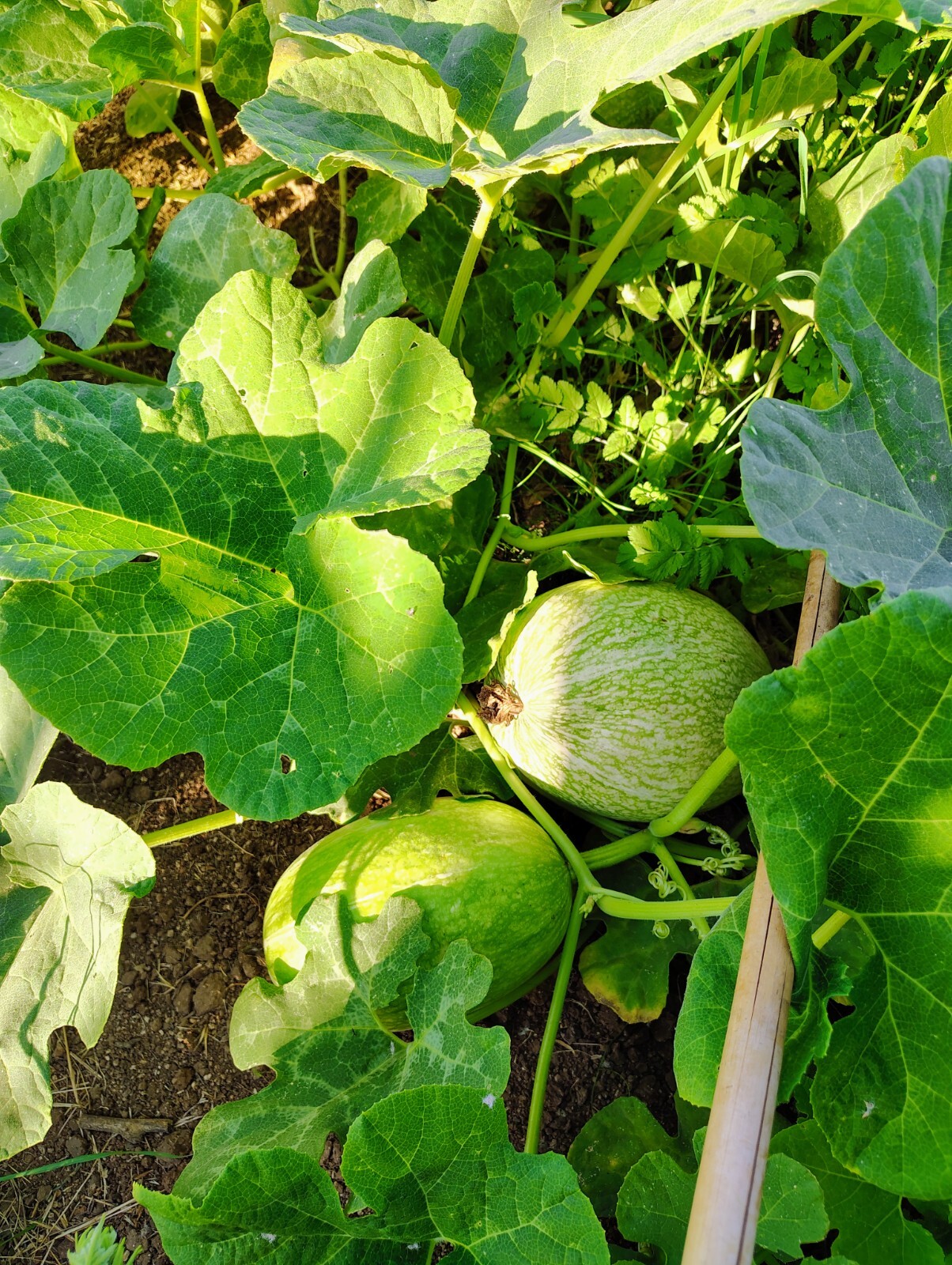 Organic Mexican Figleaf Gourd 20 Seeds- Chilacayote Mexicano, 20 Semillas