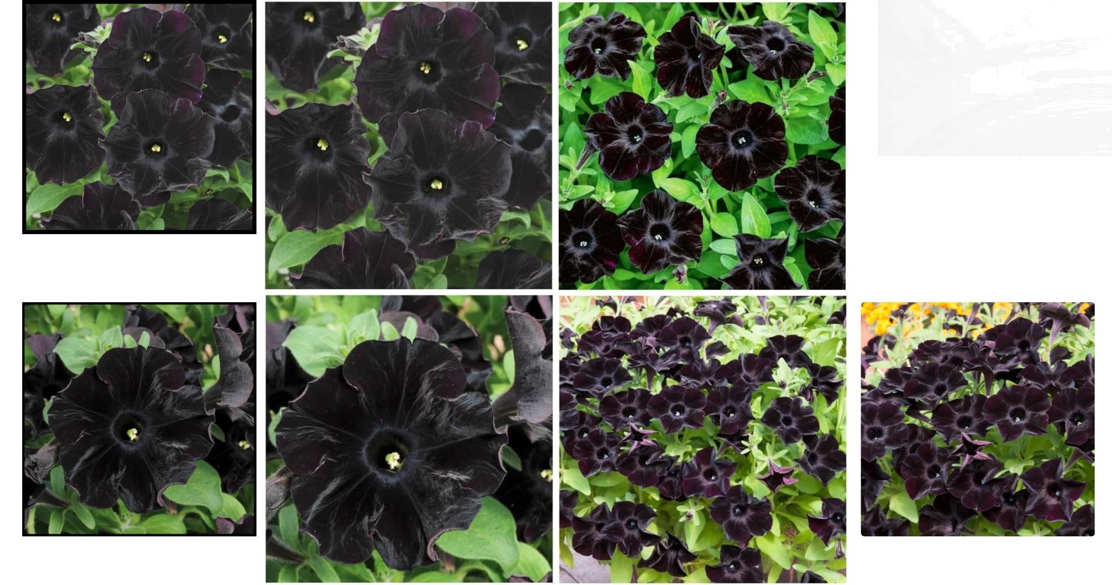 250 Count Mixed Petunia Hybrida Flower Seeds – Easy Care & High Yield