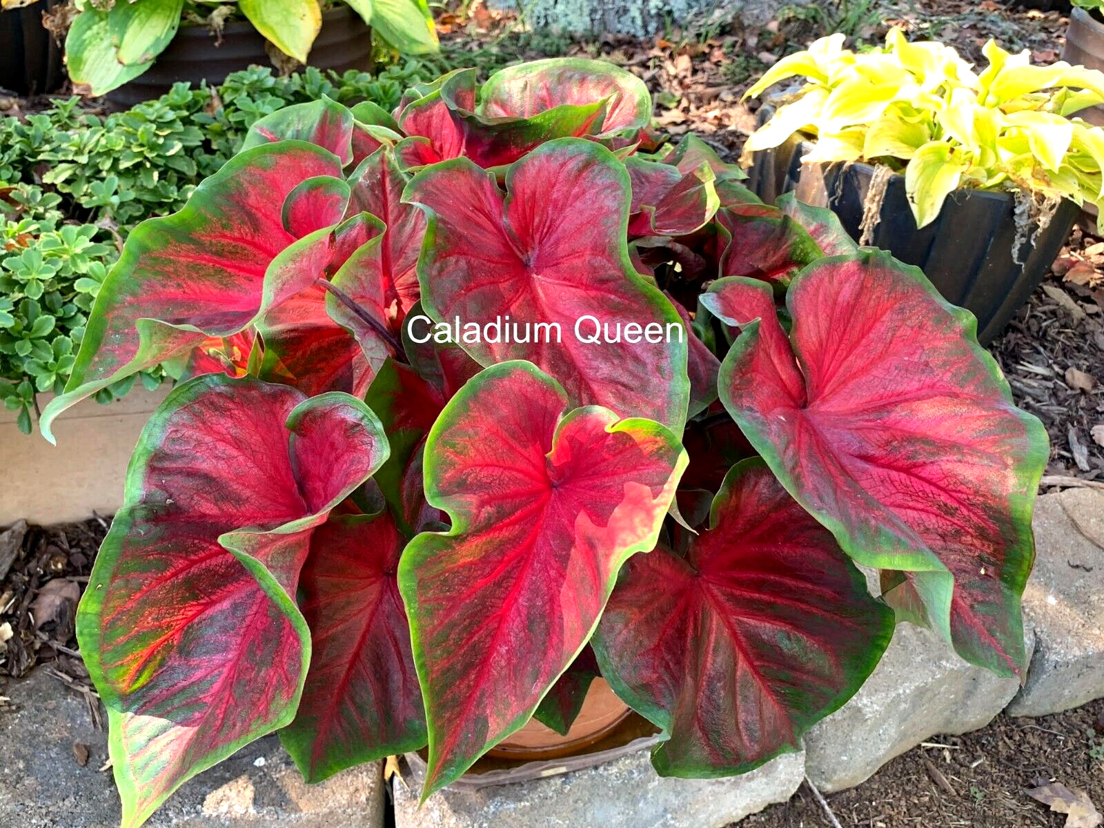 Caladium ‘Dragon Heart’ Size#2(2 bulbs) (You get 2 bulbs)