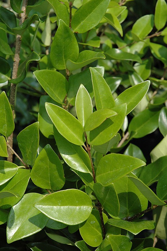 10 Common Privet Seeds