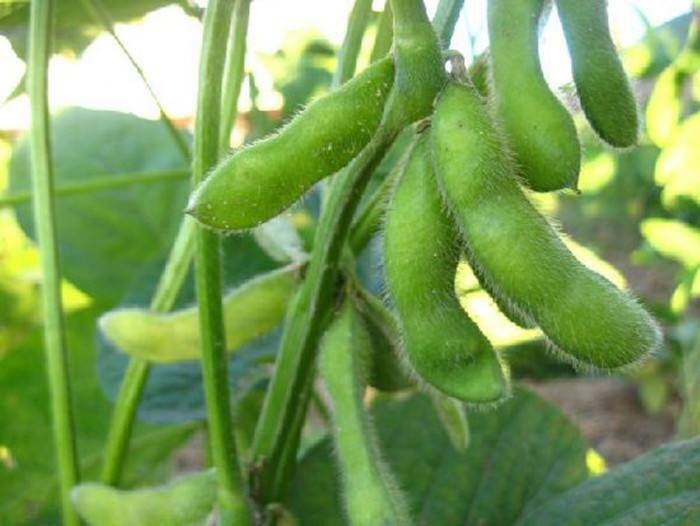 Organic Midori Giant Japanese Edamame Soy Bean Seeds 65-70Ct Per 1 oz