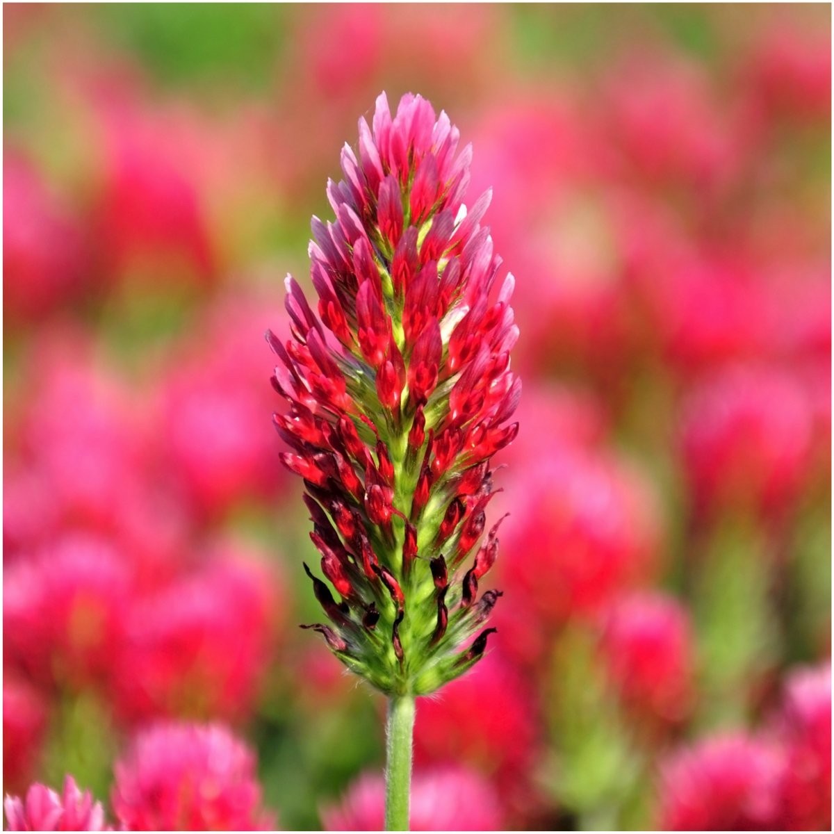 Crimson Clover Seeds – 12,000 Bulk Pack for Ground Cover & Soil Improvement