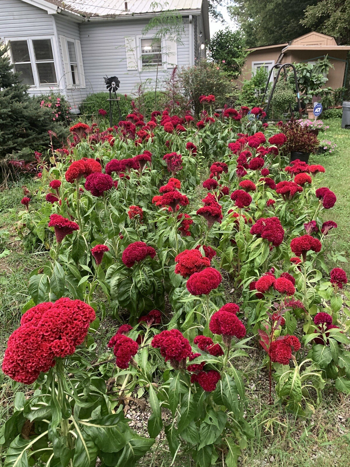 100 Giant Cockcomb Seed–Celosia Cristata