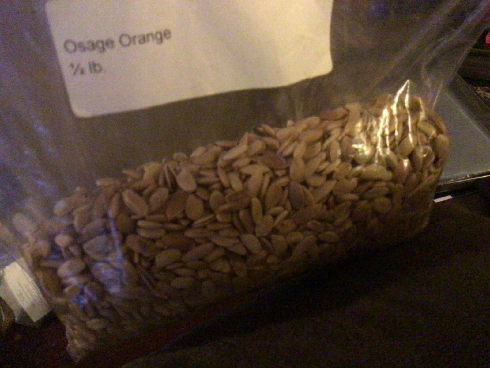 Osage Orange Tree Seeds ((Maclura Pomifera) (hedge apple, monkey balls))
