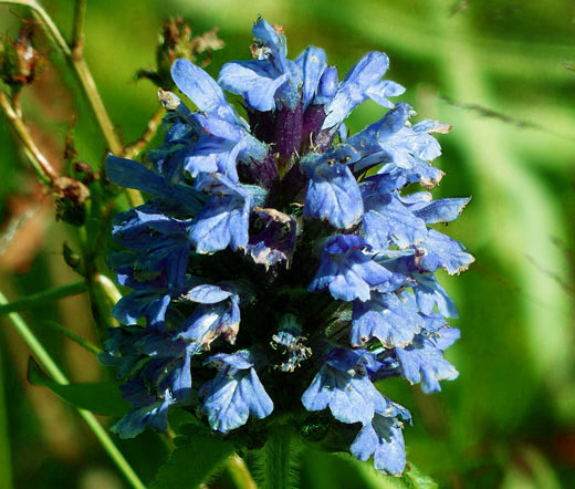 PRUNELLA SELF HEAL LIGHT BLUE Prunella Grandiflora – 125 Bulk Seeds