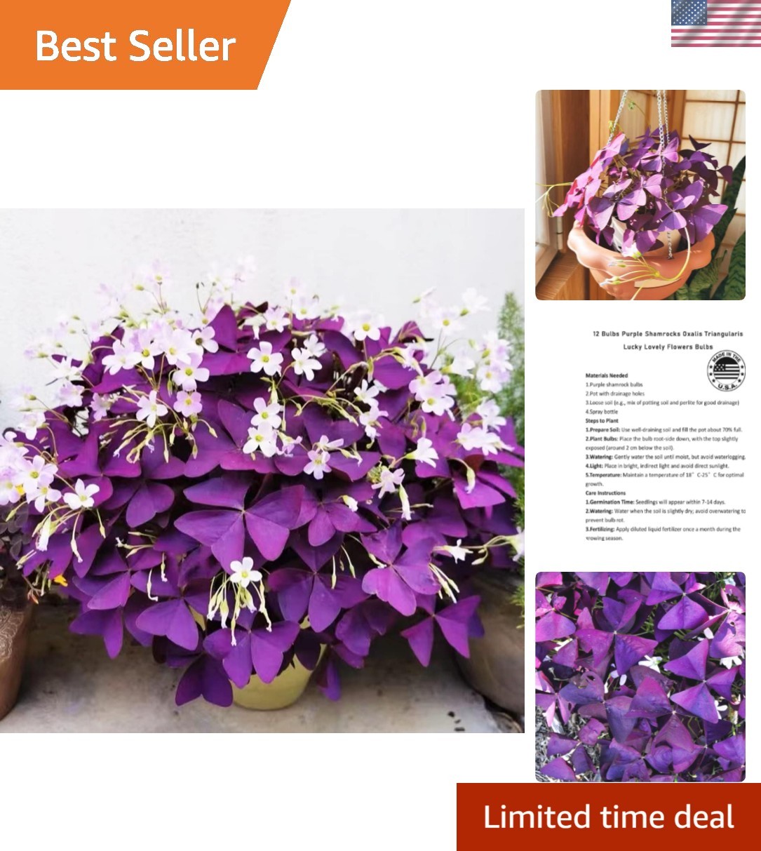12 Purple Shamrock Bulbs – Good Luck Flowers for Indoor/Outdoor Planting