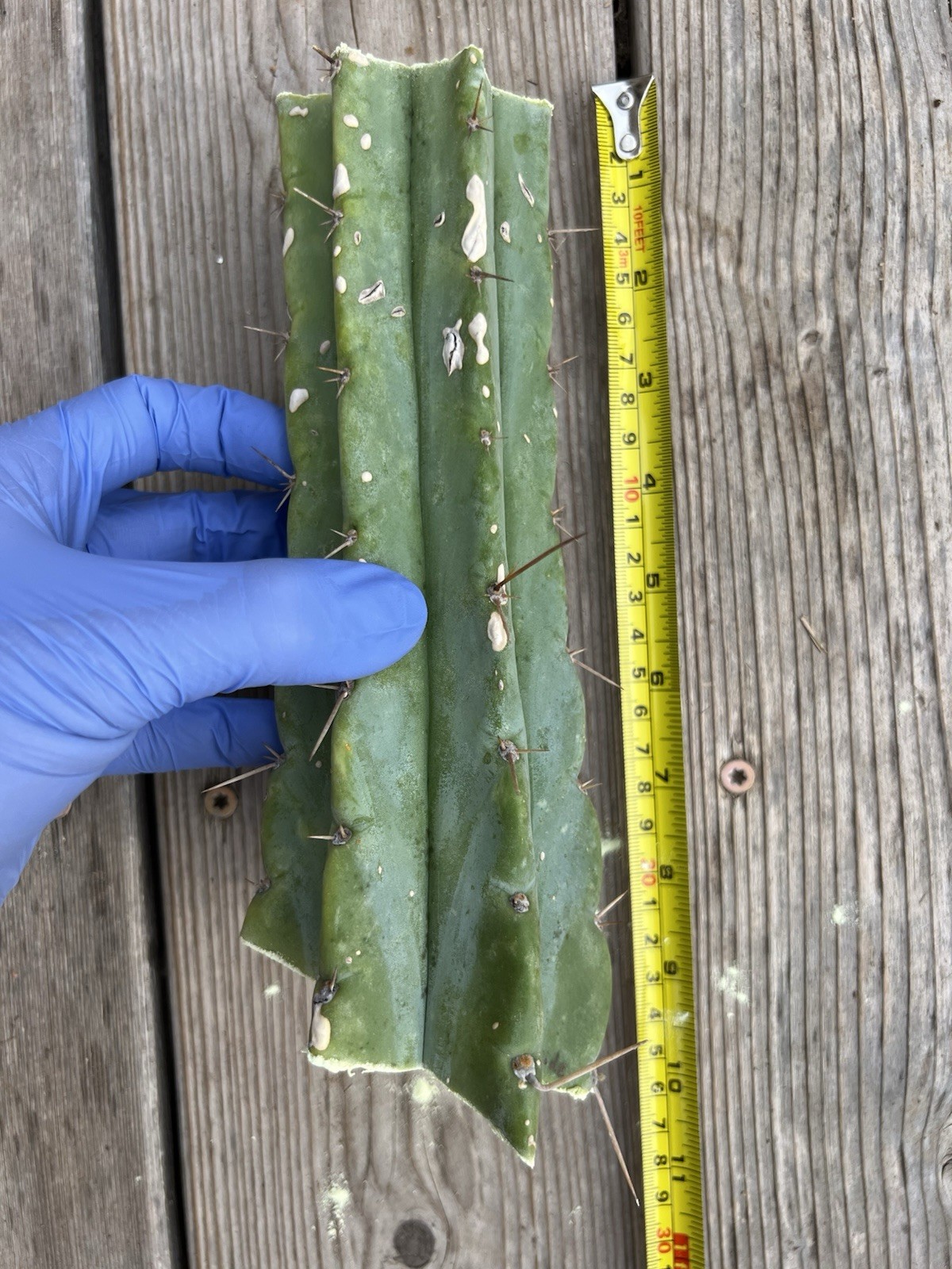 T. Cereus Bridgesii and Peru Hybrid “Oceanside02”, 8” mid cut