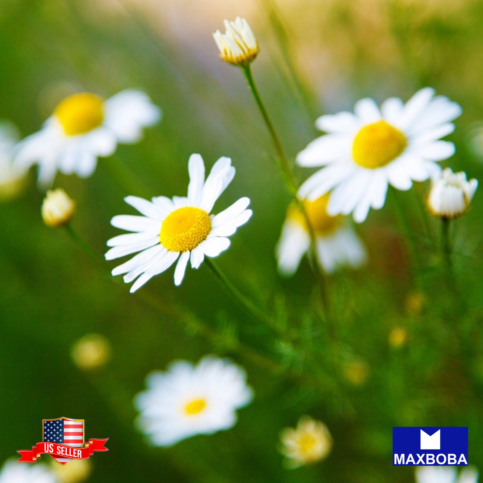 3000 Roman Chamomile Seeds Non-GMO Heirloom
