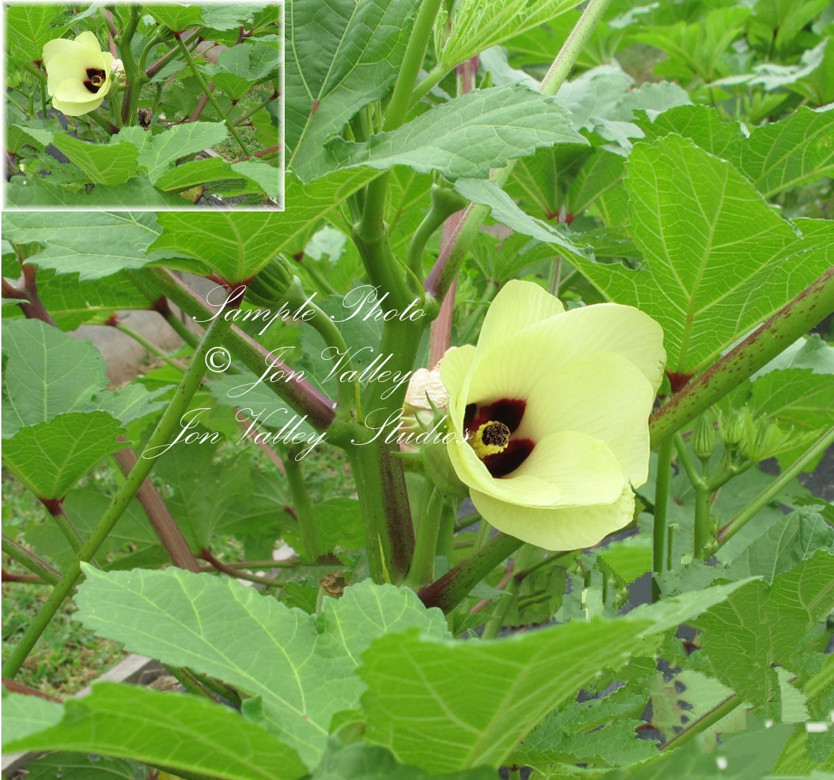 Tropical Seeds- Annual Hibiscus 10 Heirloom Seeds – Abelmoschus moschatus