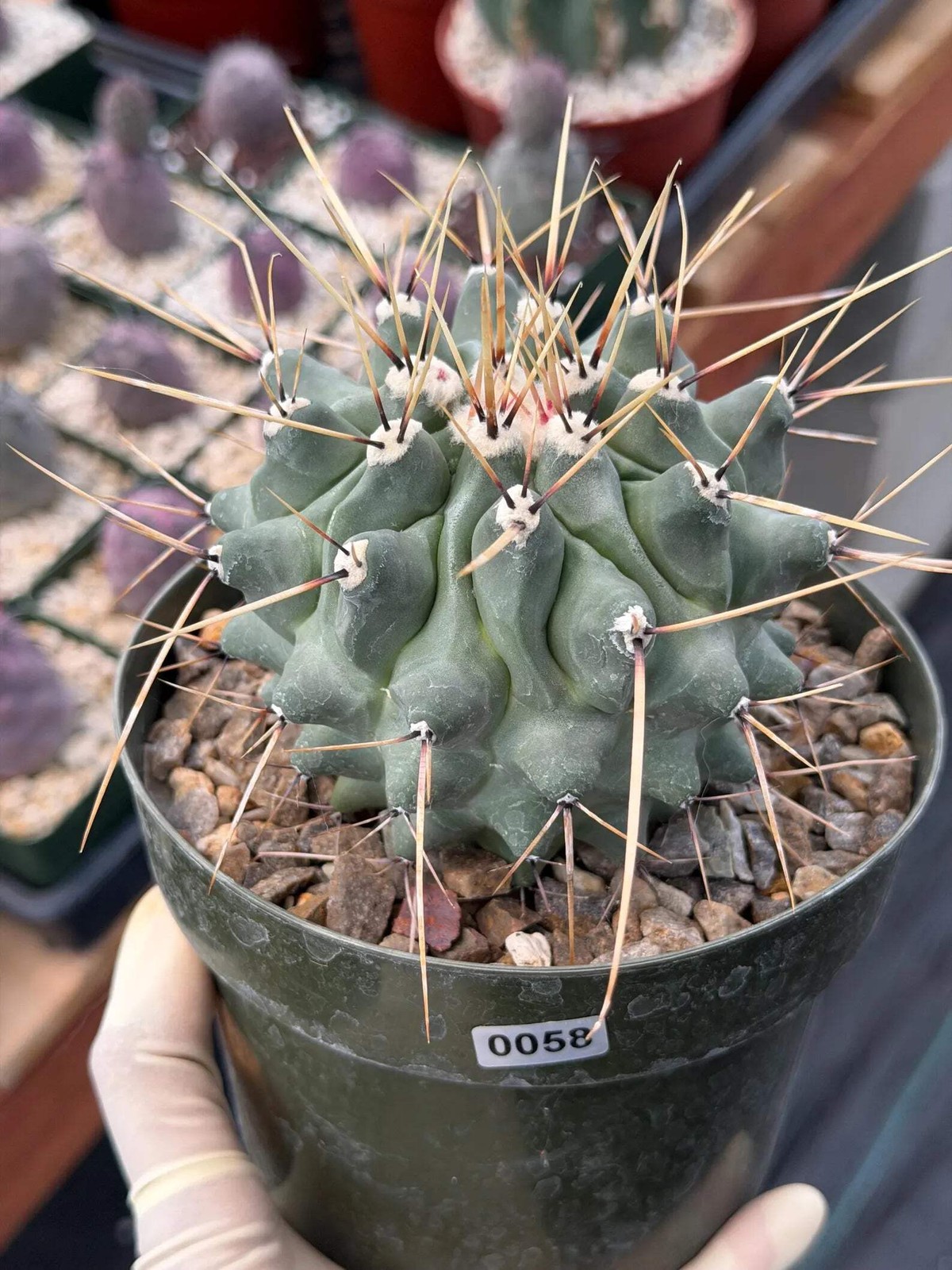 Thelocactus Rinconensis | Seed‑Grown Rare Cactus | Live Plant