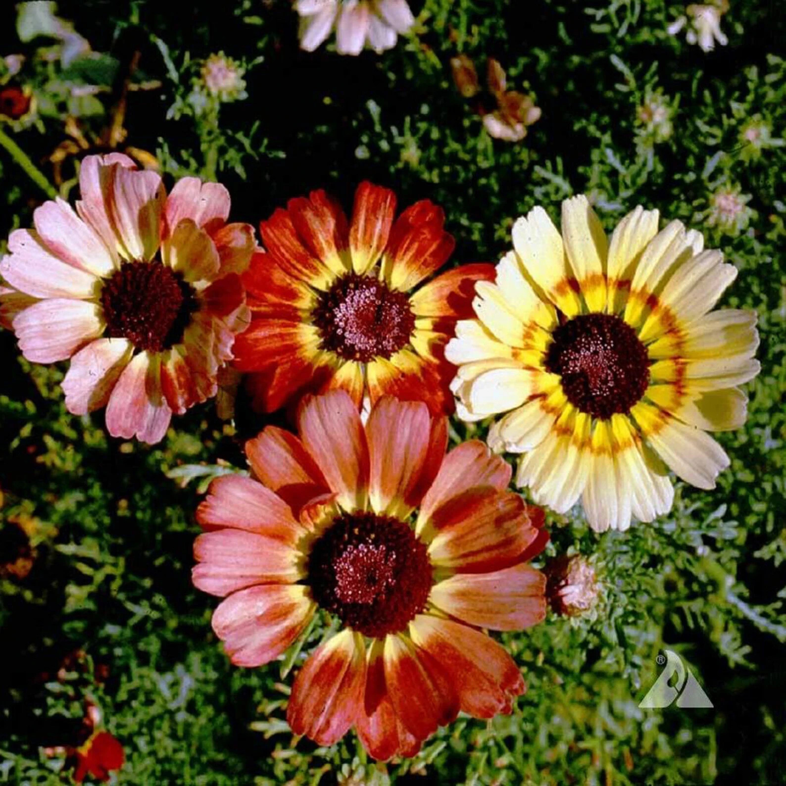 Painted Mix Daisy Flower Seeds Pink Indian Blanket Colorful Sunflower 50pcs/pack