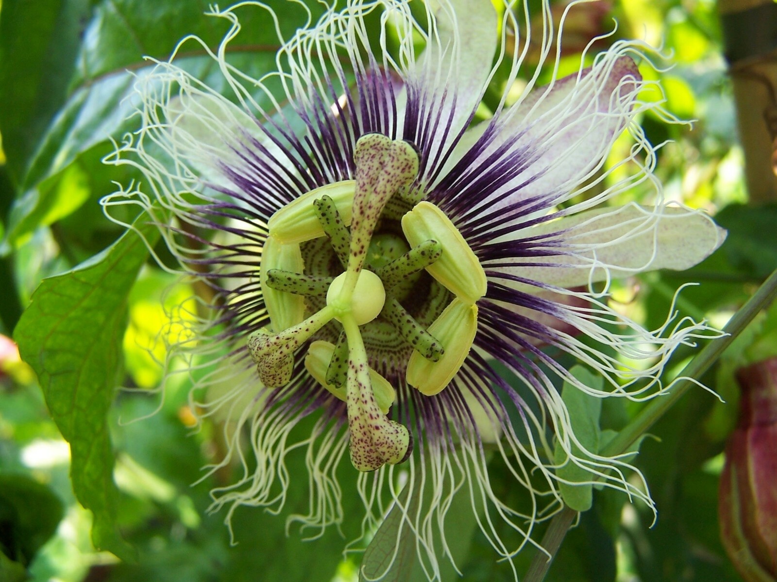 10 seeds Passiflora edulis Passion Flower Seeds Fragrant Vine Premium Seed Pack