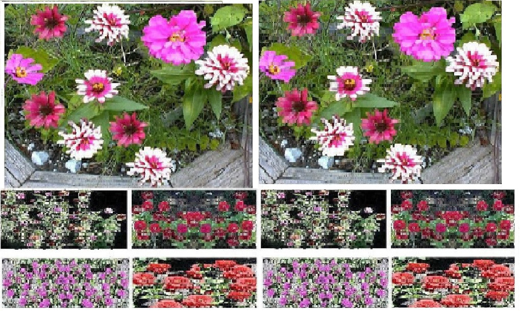 Zinnia Annual Flowers All Mixed Colors in one Pack 35 + SEEDS USA Seller