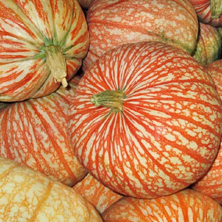 Rare One Too Many Pumpkin Seeds for Planting – 10 Seeds – Exotic Striped Pumpkin